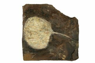 Paleocene Fossil Leaf (Cocculus) - North Dakota #269479