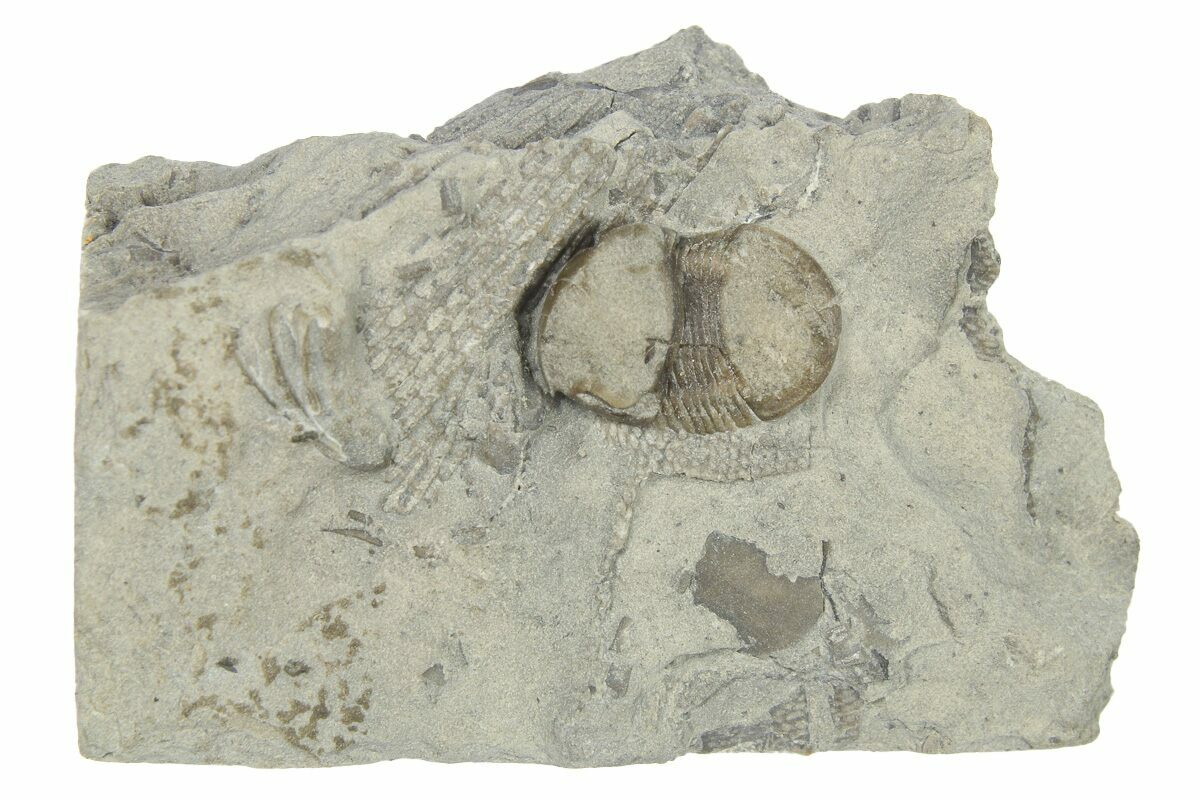 .4" Bumastus Ioxus Trilobite New York (270130) For Sale