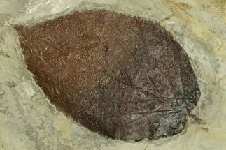 Fossil Leaf (Beringiaphyllum) - Montana #269457