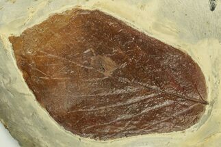 Fossil Leaf (Beringiaphyllum) - Montana #269458