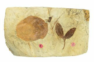 Plate with Fossil Leaf and Seed Pods - Montana #269468