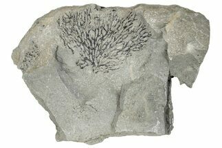 Silurian Bryozoan Fossil Plate - New York #270000