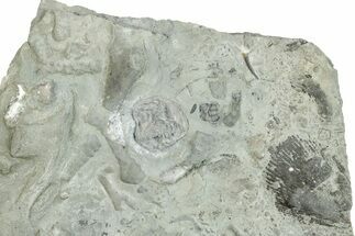 Fossil Edrioasteroid (Isorophus) With Other Fossils #270106