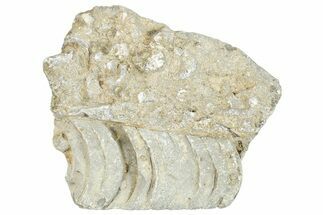 Ordovician Cephalopod Fossil - Ohio #270109