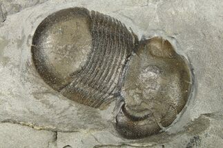 Bumastus Ioxus Trilobite Fossil - New York #270093