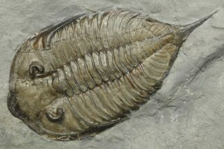 Dalmanites Trilobite Fossil - New York #270222