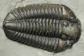 Calymene Niagarensis Trilobite Fossil - New York #270250
