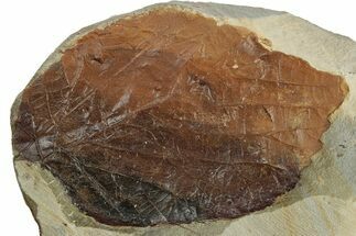 Fossil Leaf (Beringiaphyllum) - Montana #270223