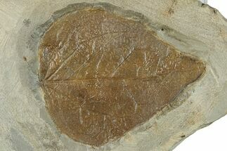 Fossil Leaf (Cissites rocklandensis) - Uncommon Species #270224