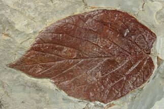 Fossil Leaf (Beringiaphyllum) - Montana #270236