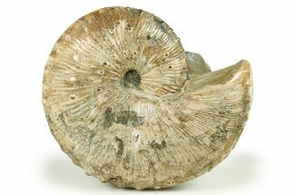 Iridescent Hoploscaphites Ammonite Fossil - South Dakota #270091