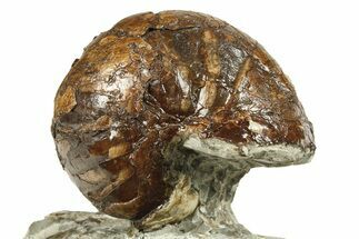 Fossil Nautilus (Eutrephoceras) - South Dakota #270092