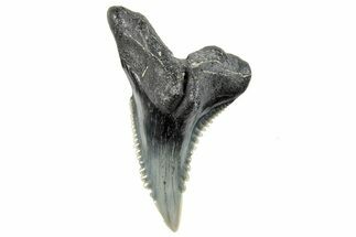 Snaggletooth Shark (Hemipristis) Tooth - South Carolina #270029