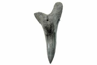 Snaggletooth Shark (Hemipristis) Lower Tooth - South Carolina #270051