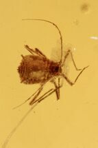Fossil Aphid Nymph and a Mite (Acari) in Baltic Amber #270580