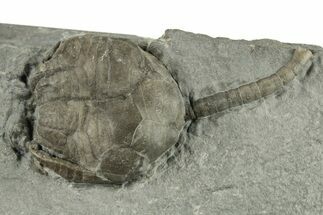 Fossil Crinoid (Lecanocrinus) - Rochester Shale, New York #270469