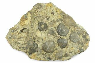 Fossil Brachiopod and Bryozoan Plate - Indiana #270475
