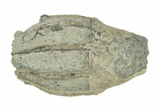 Fossil Crinoid (Eucalyptocrinus) Crown - Indiana #270158