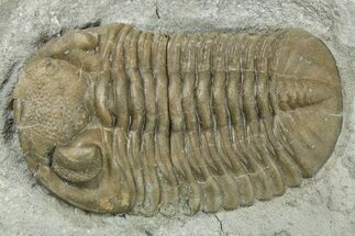 Eldredgeops Trilobite - Paulding, Ohio #270437