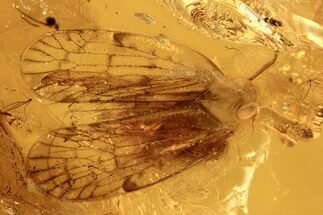 Fossil Planthopper (Fulgoroidea) In Baltic Amber #270629