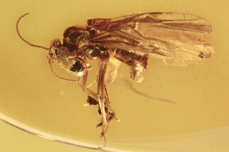 Fossil Winged Ant (Formicinae) In Baltic Amber #270644