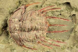 Selenopeltis Trilobite With Red Spines - Fezouata Formation #270544