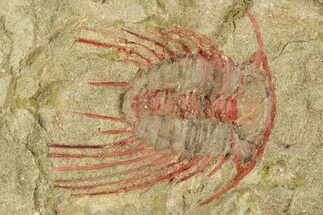 Selenopeltis Trilobite With Red Spines - Includes Pos/Neg #270545