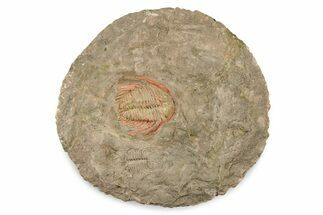 Colorful Kettneraspis Trilobite - Timrzit , Morocco #270557