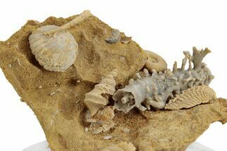 Miniature Fossil Cluster (Ammonites, Scaphopod) - France #270517