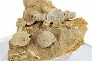 Miniature Fossil Cluster (Ammonites, Gastropods) - France #270531