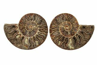 Cut & Polished, Agatized Ammonite Fossil - Madagascar #270292
