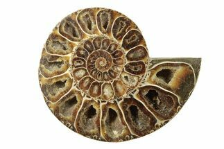 Cut & Polished Ammonite Fossil (Half) - Madagascar #270300
