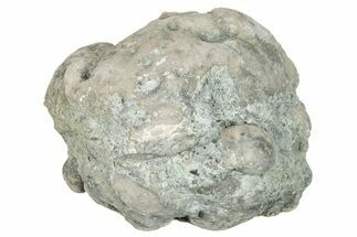 Ordovician Chaetetid Sponge (Solenopora) Fossil - Kentucky #270360