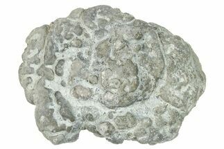 Ordovician Chaetetid Sponge (Solenopora) Fossil - Kentucky #270364