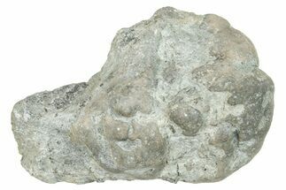 Ordovician Chaetetid Sponge (Solenopora) Fossil - Kentucky #270366