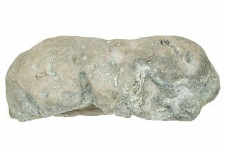 Ordovician Chaetetid Sponge (Solenopora) Fossil - Kentucky #270372