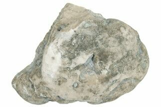 Ordovician Chaetetid Sponge (Solenopora) Fossil - Kentucky #270375