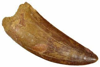 Carcharodontosaurus Tooth - Huge Dinosaur Tooth #270448