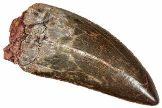 Serrated, Carcharodontosaurus Tooth - Top Quality #270457