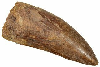 Serrated, Carcharodontosaurus Tooth - Huge Dinosaur Tooth #270461