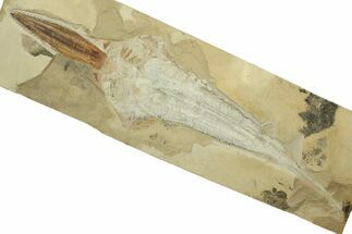Cretaceous Fossil Sawfish-Like Ray (Libanopritis) - Lebanon #270252
