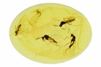 Three Fossil Biting Midges (Ceratopogonidae) in Baltic Amber #270840