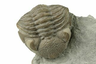 Wide, Enrolled Eldredgeops Trilobite - Ohio #270285