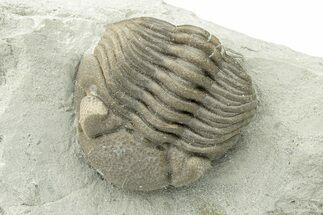 Wide, Enrolled Eldredgeops Trilobite - Ohio #270296