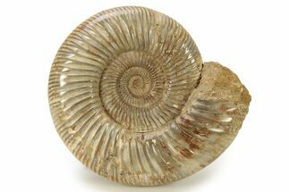 Polished Jurassic Ammonite (Perisphinctes) - Madagascar #270954