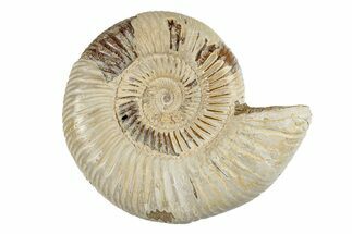 Polished Jurassic Ammonite (Perisphinctes) - Madagascar #270913