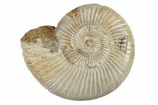 Polished Jurassic Ammonite (Perisphinctes) - Madagascar #270918