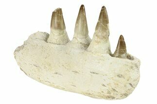 Mosasaur Jaw Section with Four Teeth - Morocco #270864