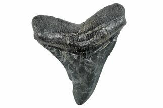 Serrated, Fossil Megalodon Tooth - South Carolina #271034