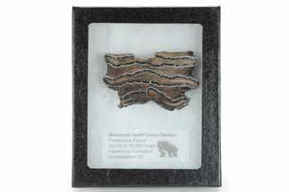 Mammoth Molar Section with Case - South Carolina #266466